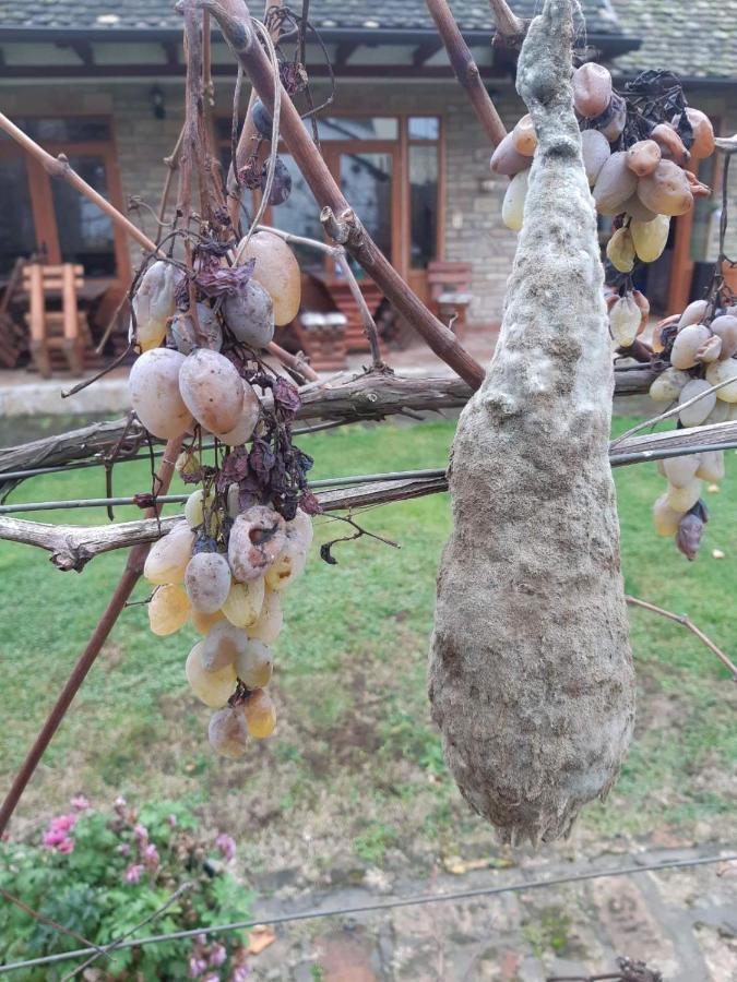 Ilkicev Kucerak Apartman Vrdnik Luaran gambar
